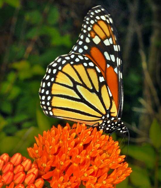 100 Orange Butterfly Milkweed Seeds (Asclepias Tuberosa) – Non-GMO, Perennial, Monarch Butterfly Host Plant